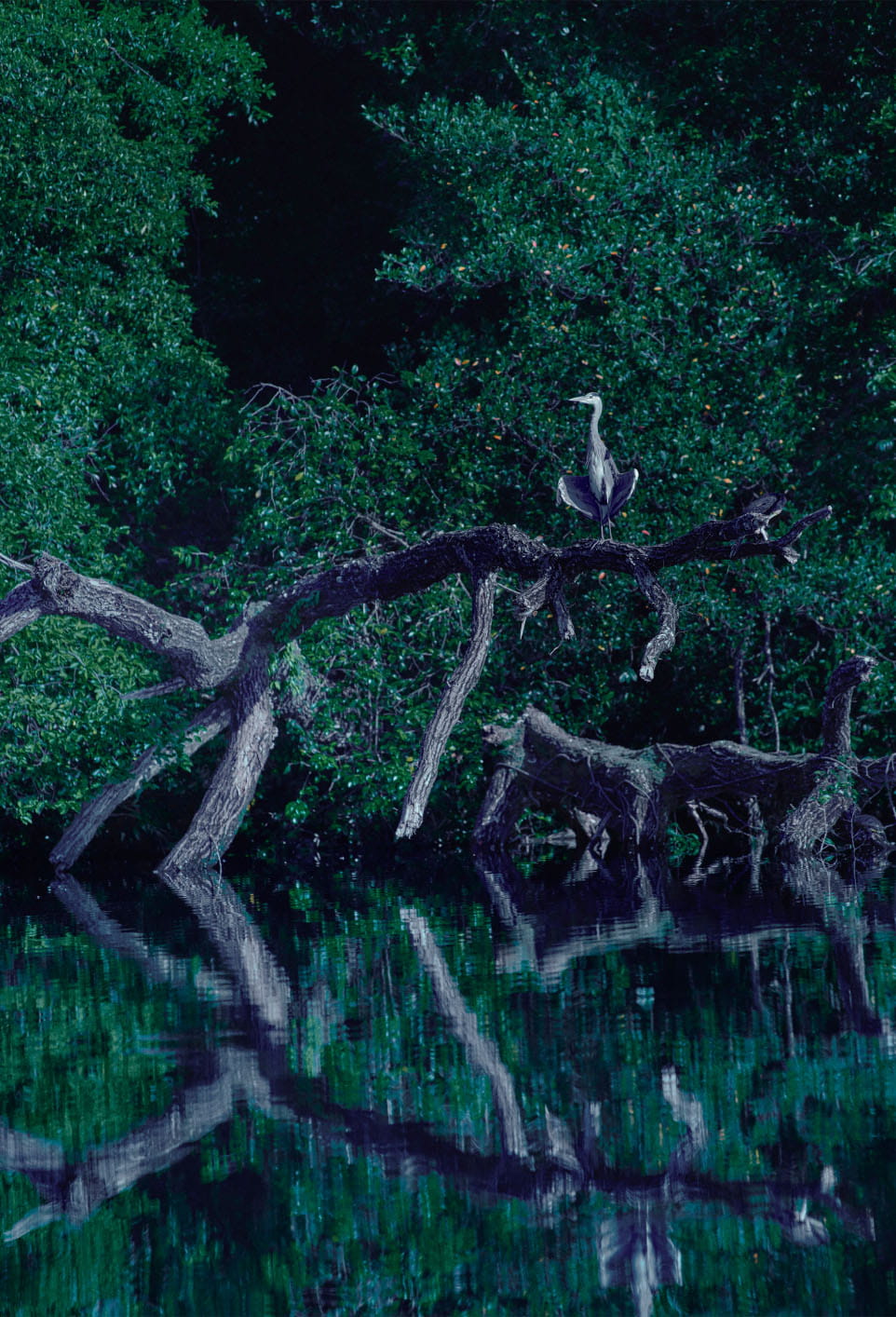 湖の側に生える入り組んだ木の上に鳥が一羽止まっている