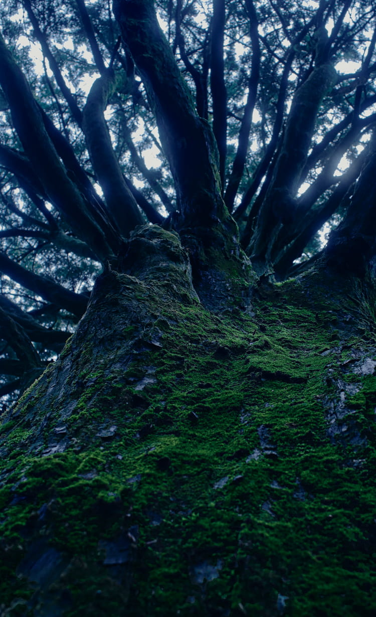 苔むした樹齢千年以上の樹木から、無数の枝が腕のように伸びていく