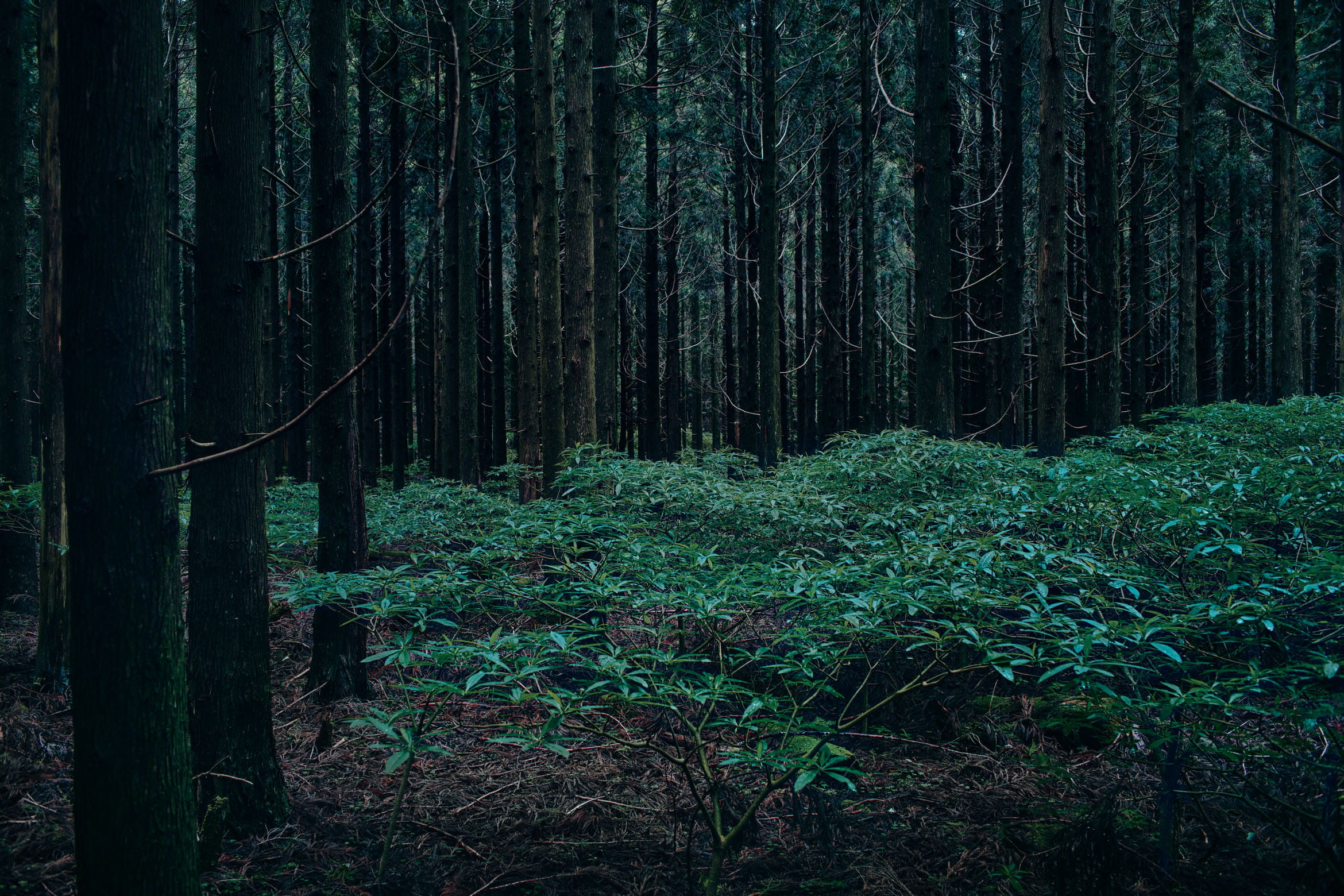 森の中の少し開けた場所には、低木が繁る