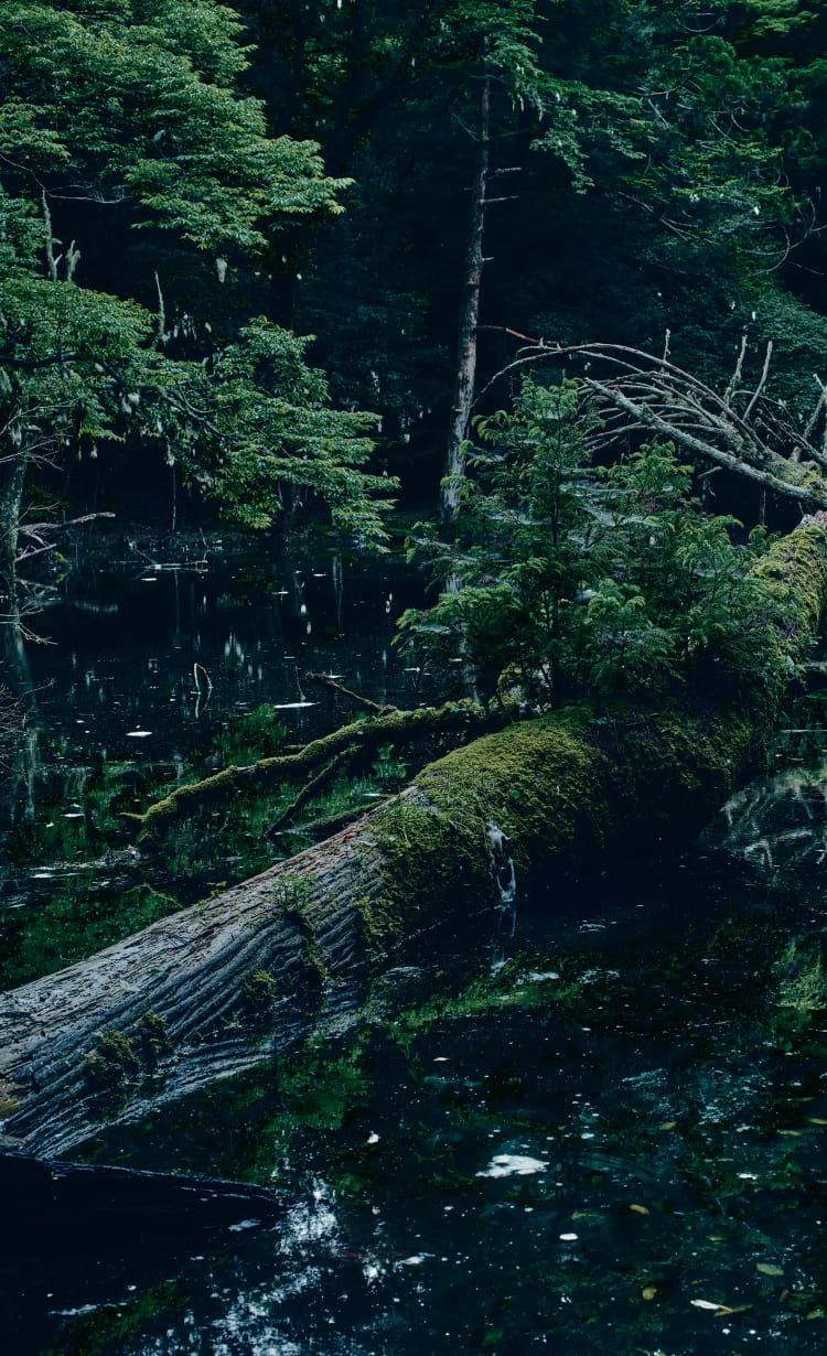 森に囲まれた湖に横たわる倒木と、その上に若木が育つ