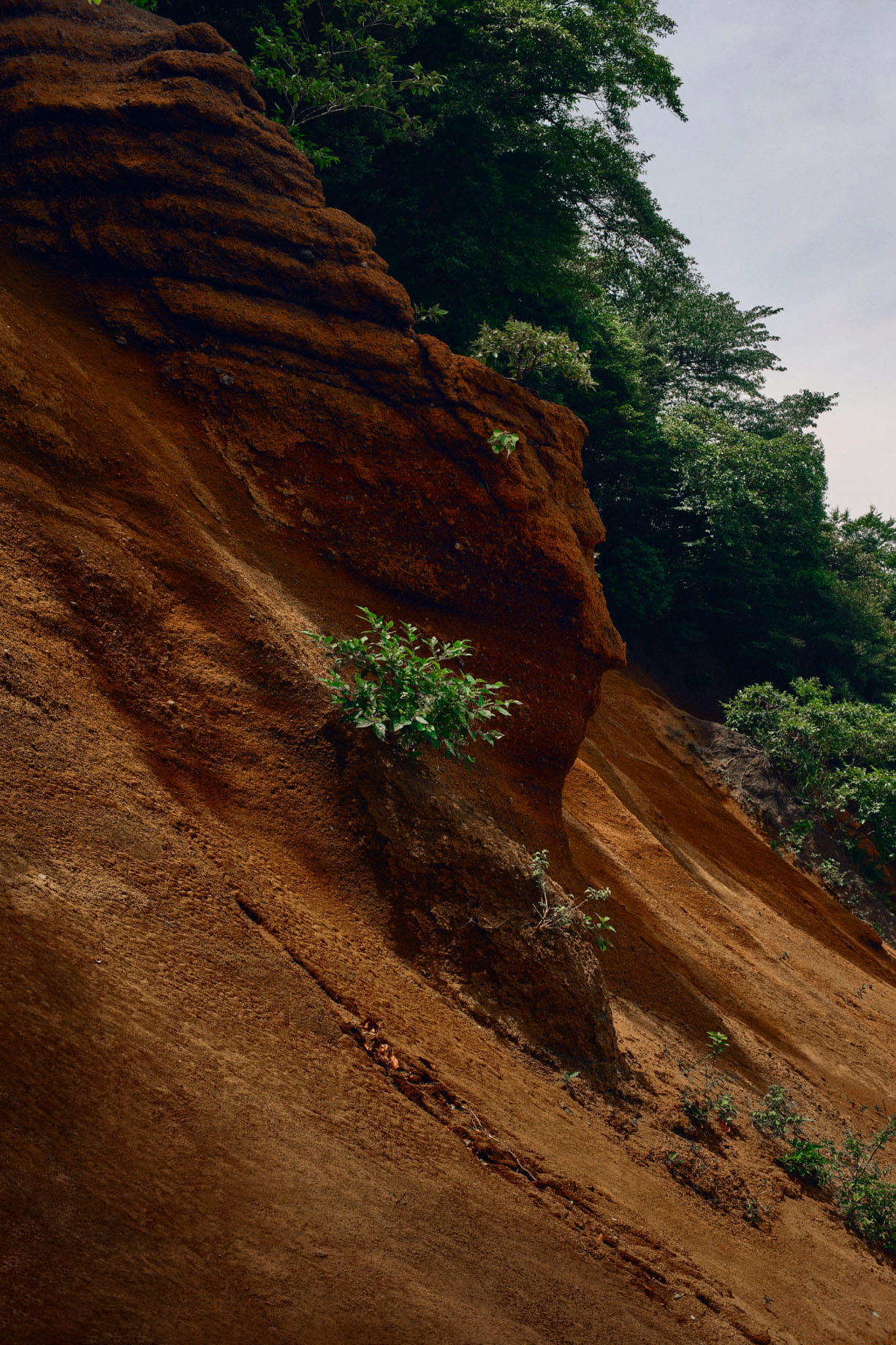 茶色の土に覆われた崖の上にも、植物が生えてくる
